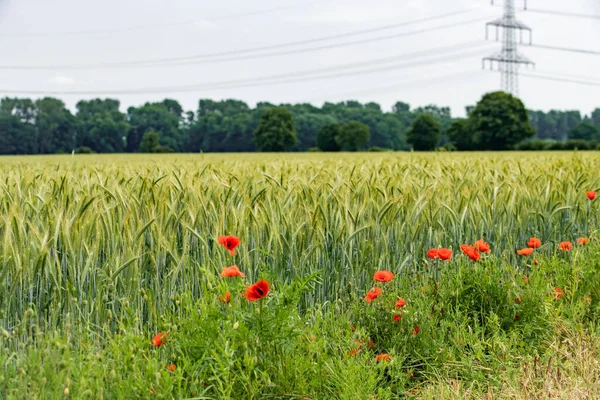 I papaveri crescono vicino a un campo di orzo. Papaveri sullo sfondo di un campo di orzo . — Foto Stock