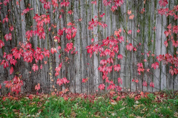 野葡萄常春藤的鲜红叶子,衬托在简朴的木制背景上. 秋天的季节 野生葡萄叶背质感 — 图库照片