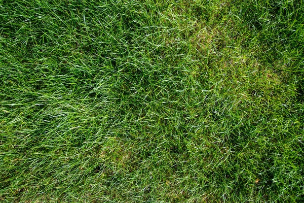 Grünes Gras natürlichen Hintergrund. Ansicht von oben. Textur des grünen Grases. — Stockfoto