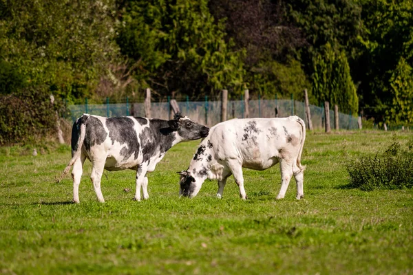 Vacas en un campo herboso en un día brillante y soleado —  Fotos de Stock