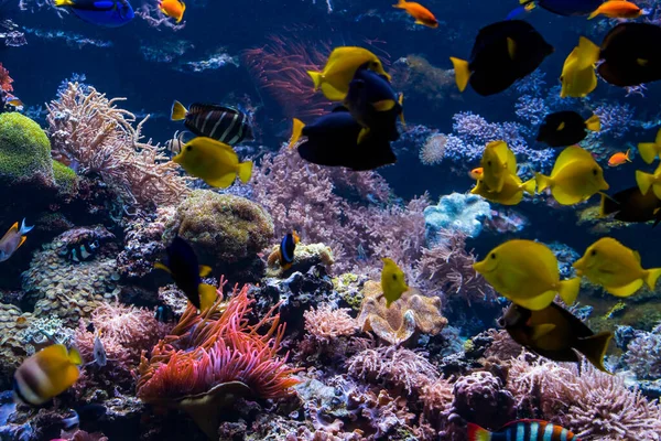 Underwater coral reef landscape with colorful fish and marine li — Stock Photo, Image