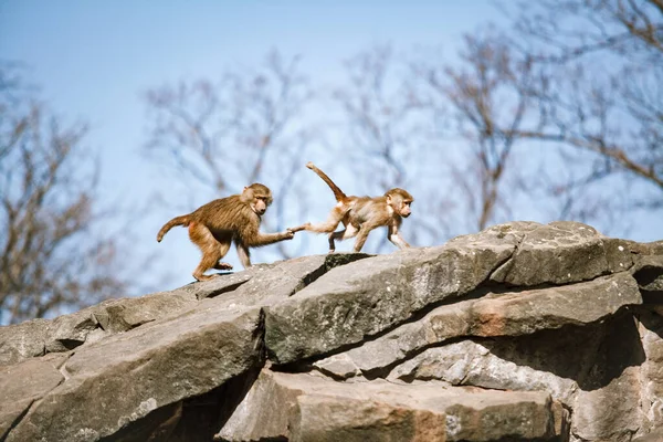 Hamadryads Baboons sit in the mountains. — Stock Photo, Image