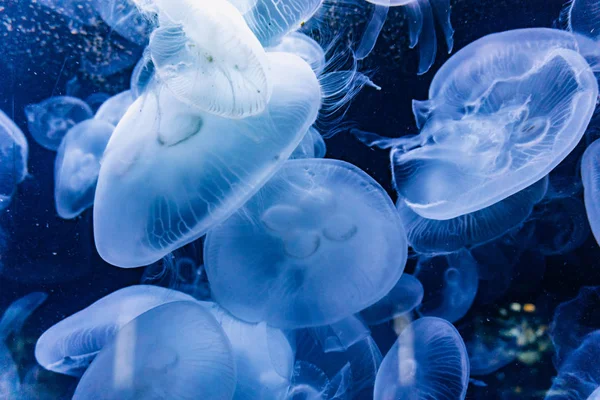 Medusas iluminadas con luz azul nadando en acuario . — Foto de Stock