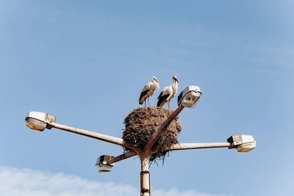 Les cigognes nichent sur un lampadaire dans le secteur privé — Photo