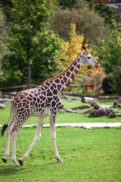 Giraffe walks in nature among the trees in summer — Stock Photo, Image