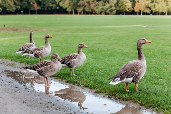 Wilde ganzen op een wandeling in het park. Grauwe ganzen. — Stockfoto