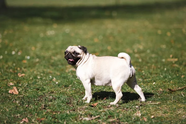 Pug spacery w parku w ciepłej letniej pogodzie — Zdjęcie stockowe
