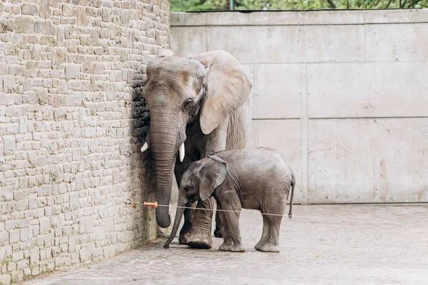 Elefante bambino vicino a grande madre nello zoo — Foto Stock