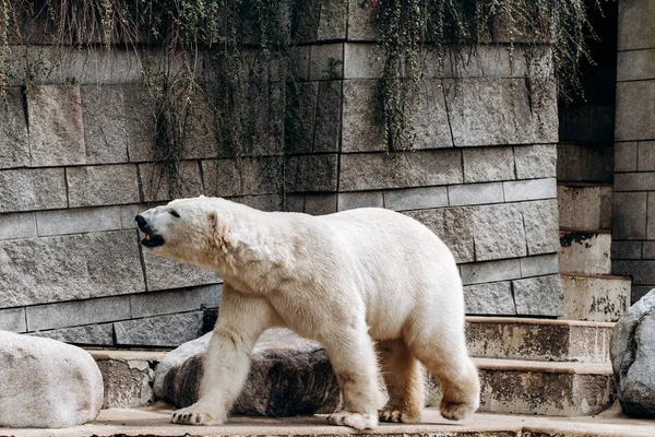 Niedźwiedź polarny w zoo. Wielki biały niedźwiedź. — Zdjęcie stockowe