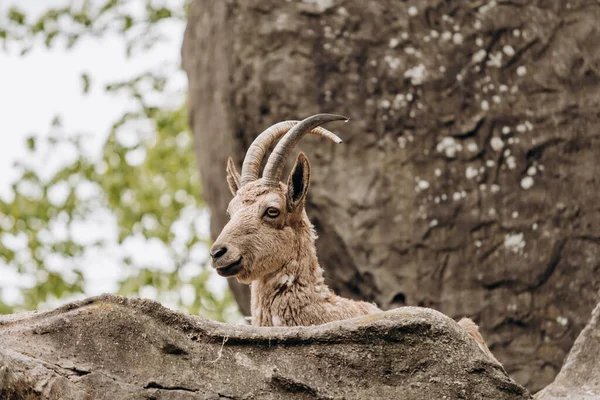 Chèvre de montagne brune couchée sur les rochers — Photo