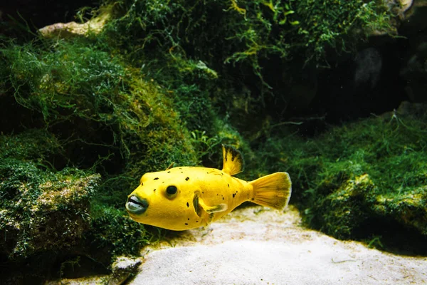 Flotteurs jaunes d'acronyme dans l'eau, aquarium artificiel — Photo
