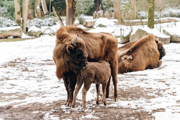 Des bisons dans la réserve. Représentants des taureaux européens sauvages dans la forêt d'hiver. Bison brun européen en hiver — Photo