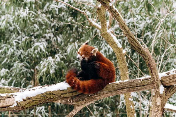 Red Panda climbs a tree in winter with green bushes in the background — Stock Photo, Image