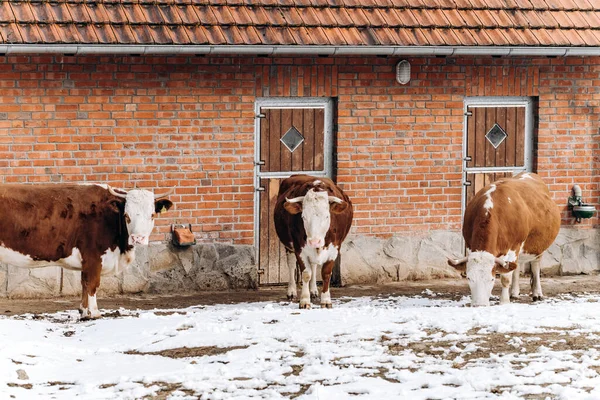 Brązowo-białe krowy przechadzają się zimą w pobliżu budynku gospodarstwa — Zdjęcie stockowe