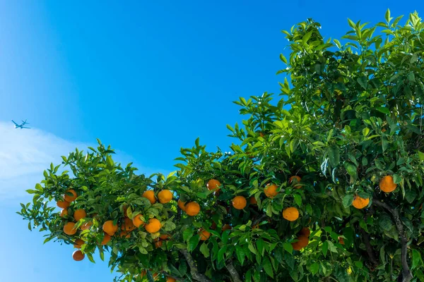 Kypsiä appelsiineja. appelsiinit puussa — kuvapankkivalokuva