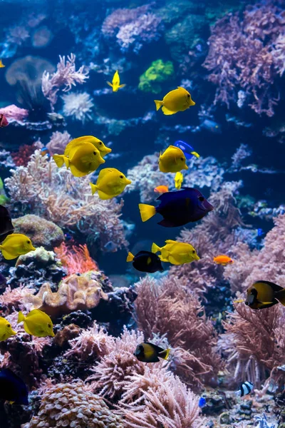 Prachtige onderwaterwereld met tropische vissen — Stockfoto