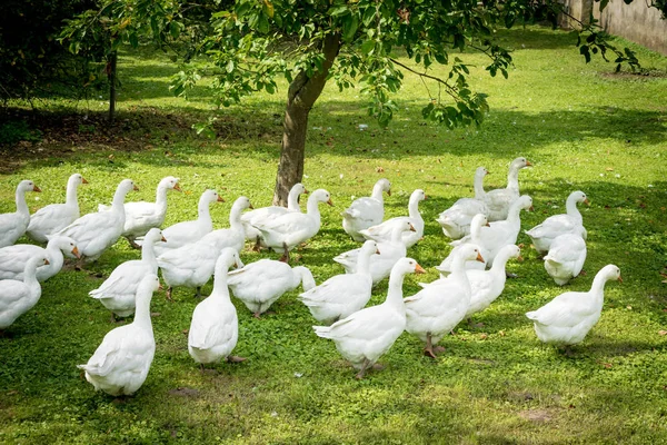 Vita gäss. Gäss i gräset. Tamfågel — Stockfoto