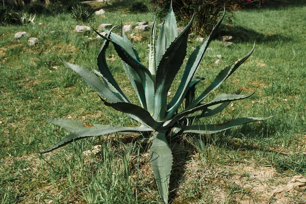 Το Agave americana ή American aloe είναι ένα είδος ανθοφόρου φυτού της οικογένειας Agavaceae, ενδημικό στο Μεξικό και στις Ηνωμένες Πολιτείες στο Νέο Μεξικό, την Αριζόνα και το Τέξας.. Εικόνα Αρχείου