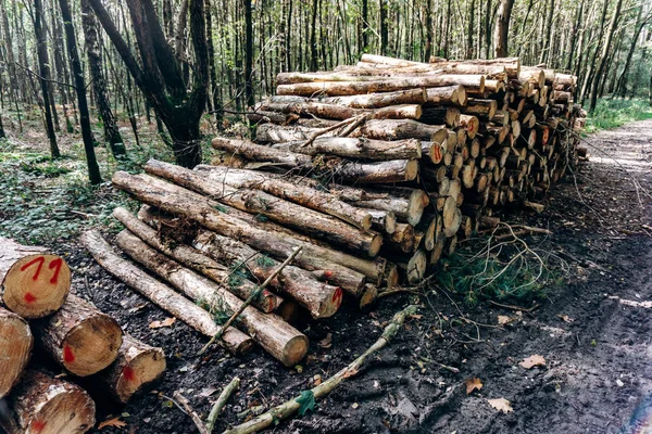 Freshly cut logs in a Pine forest, stacked 로열티 프리 스톡 이미지