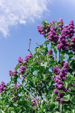 Yapraklı güzel leylak çiçekleri yakın plan. Leylak yakın plan.