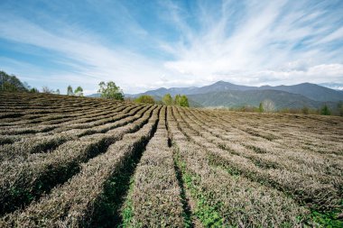 Dağların manzaralı bir kutu yeşil çay. Güzel yeşil çay sıraları.