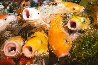 Koi sazan balığı yemek için yarışıyor. Bir sürü sazan balığı.