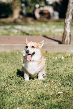 Güneşli bir günde Galli Corgi Pembroke parkta yürüyor.