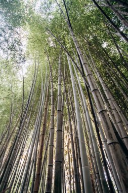 Uzun bambu saplarının altından bak. Gökyüzünün mavi arka planına sahip yeşil dikey çizgilerin deseni. Bambu ormanının doğal bir resmi..