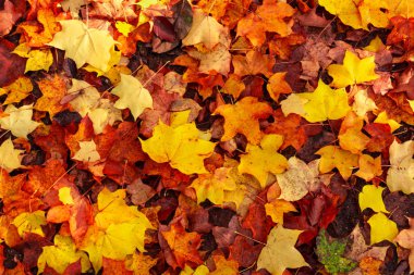 Sonbahar arka planda kalır. Sonbahar akçaağaç yaprakları