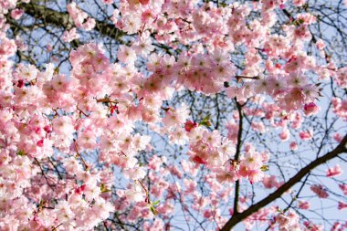 Evin yakınındaki bahçede manolya dalları var. Çiçekli Magnolia ağacı