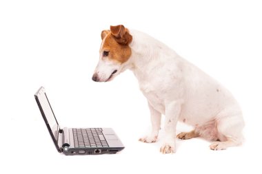 Jack Russell Dog bilgisayar kullanıyor ve internette geziniyor.