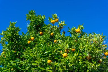Olgun portakallar. Ağaçtaki portakallar
