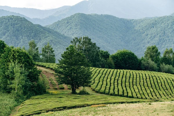 Box grüner Tee mit Blick auf die Berge. schöne Reihen grünen Tees. — Stockfoto