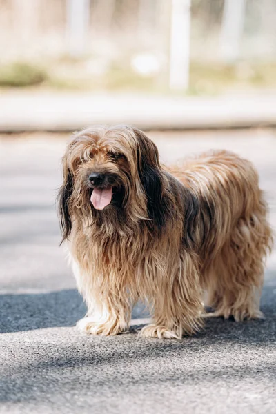 在公园的沥青路面上散步的藏犬 — 图库照片