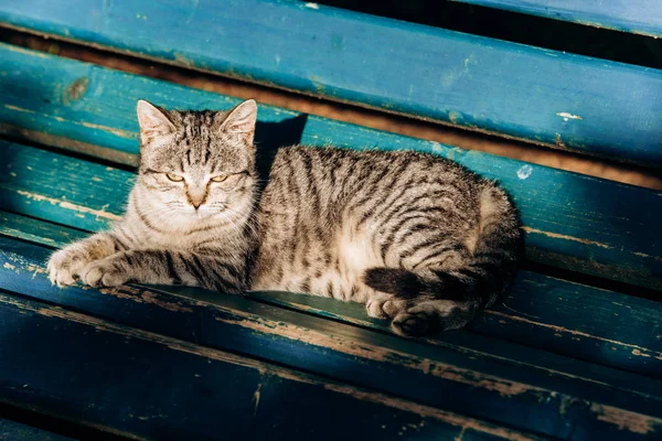 Um gato cinza senta-se em um banco de madeira perto da casa. Gato cinza bonito sentado em um banco de madeira ao ar livre . — Fotografia de Stock