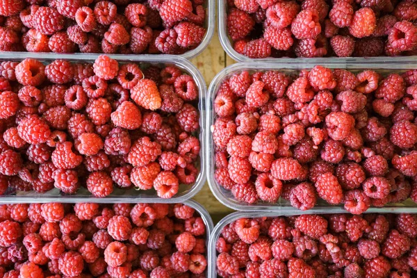 Trays of fresh juicy raspberries for sale at a farmers market. View of the raspberry trays from above — 스톡 사진