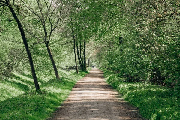 Zandweg in het park. Prachtige weg door het park. De weg bij de bomen — Stockfoto