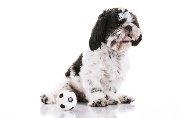 Dog on a white background with a ball — Stock Photo, Image