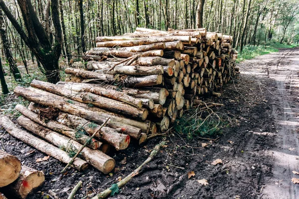 Świeżo wycięte kłody w lesie sosnowym, ułożone — Zdjęcie stockowe