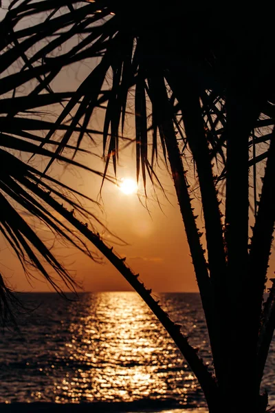 Belo pôr do sol de trás de uma palmeira — Fotografia de Stock