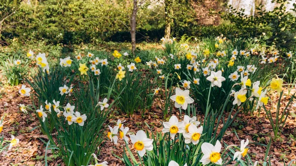 Campo dei narcisi primaverili. Prato verde con narcisi in fiore . — Foto Stock