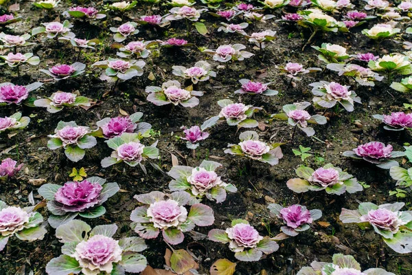 Decorative cabbage Pule field in the garden — Stock Photo, Image