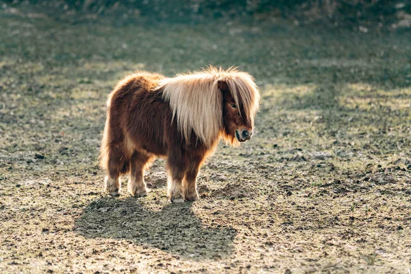 Shetland Pony pastando en un prado verde. Los ponis caminan sobre un claro verde. Un pony con una melena grande . —  Fotos de Stock