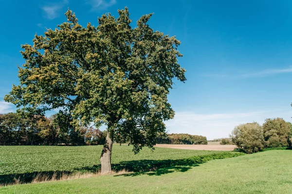 Campo, árvore e céu azul. Árvores em um campo verde e um belo céu . — Fotografia de Stock