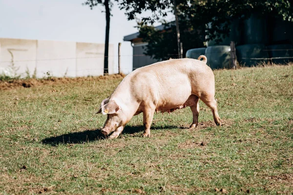 Los cerdos pastan en la granja. Cerdos y granja . — Foto de Stock