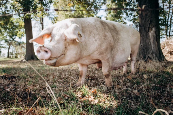 Sugga poserar för kameran på grönt gräs äng landsbygdens Djurfarmen — Stockfoto