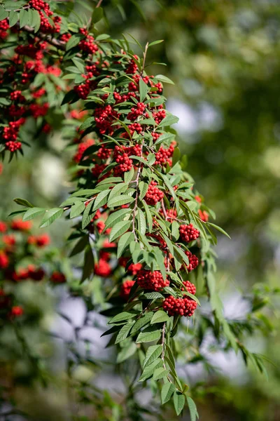 Vanliga röda fläderbär, rödbruna fläderbär på grenen i trädgården. Röd äldste på grenarna i trädgården. Röd äldste på grenarna på nära håll — Stockfoto