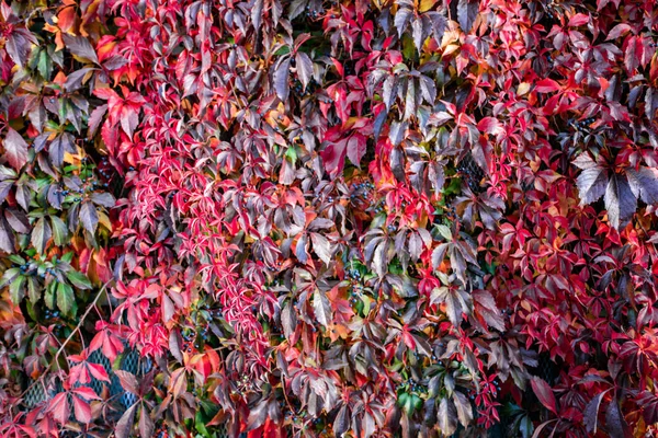 Ivy sulla recinzione. Edera di vite selvatica. Un sacco di uva selvatica. Texture dell'uva selvatica — Foto Stock