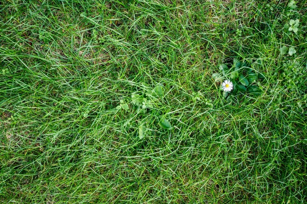 Fondo natural de hierba verde. Vista superior. Textura de hierba verde . — Foto de Stock