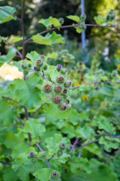 Kvetoucí veliký Burdock. Arctium lappa — Stock fotografie